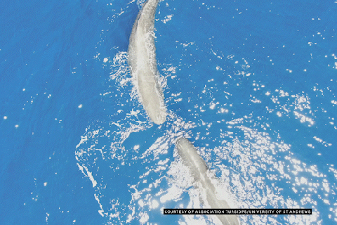 Two whales swim side by side in blue water, their backs just below the surface, creating white frothy wakes.