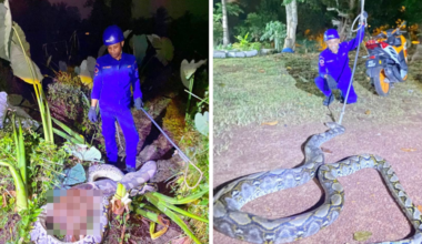 Massive 5.5m python caught feasting on calf in Baling oil palm plantation