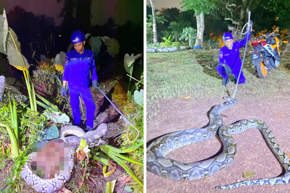 Massive 5.5m python caught feasting on calf in Baling oil palm plantation