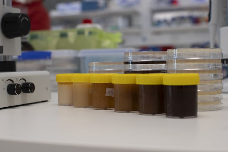 Six vials full of honey in a lab.