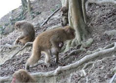 A Japanese macaque mother carries her yearling with extensive physical impairments up a hill at the Awajishima Monkey Center.