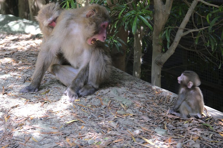 An adult male Japanese macaque performs an open mouth threat display to signal dominance. A baby responds with a submissive tooth grimace.