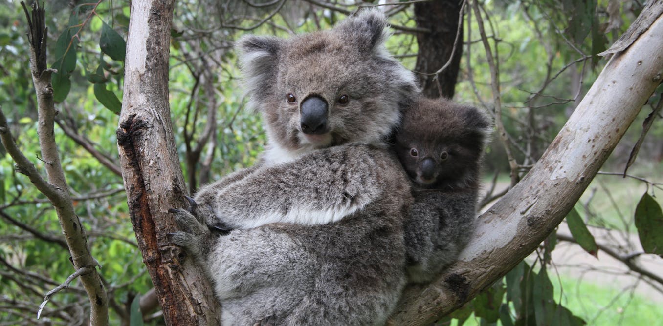 We thought inbred koalas were at risk of extinction. But what we discovered upends genetic conventions