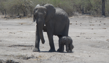 Animals can talk over huge distances – but humans might be changing their range