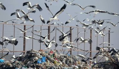 How birds are spreading plastic pollution