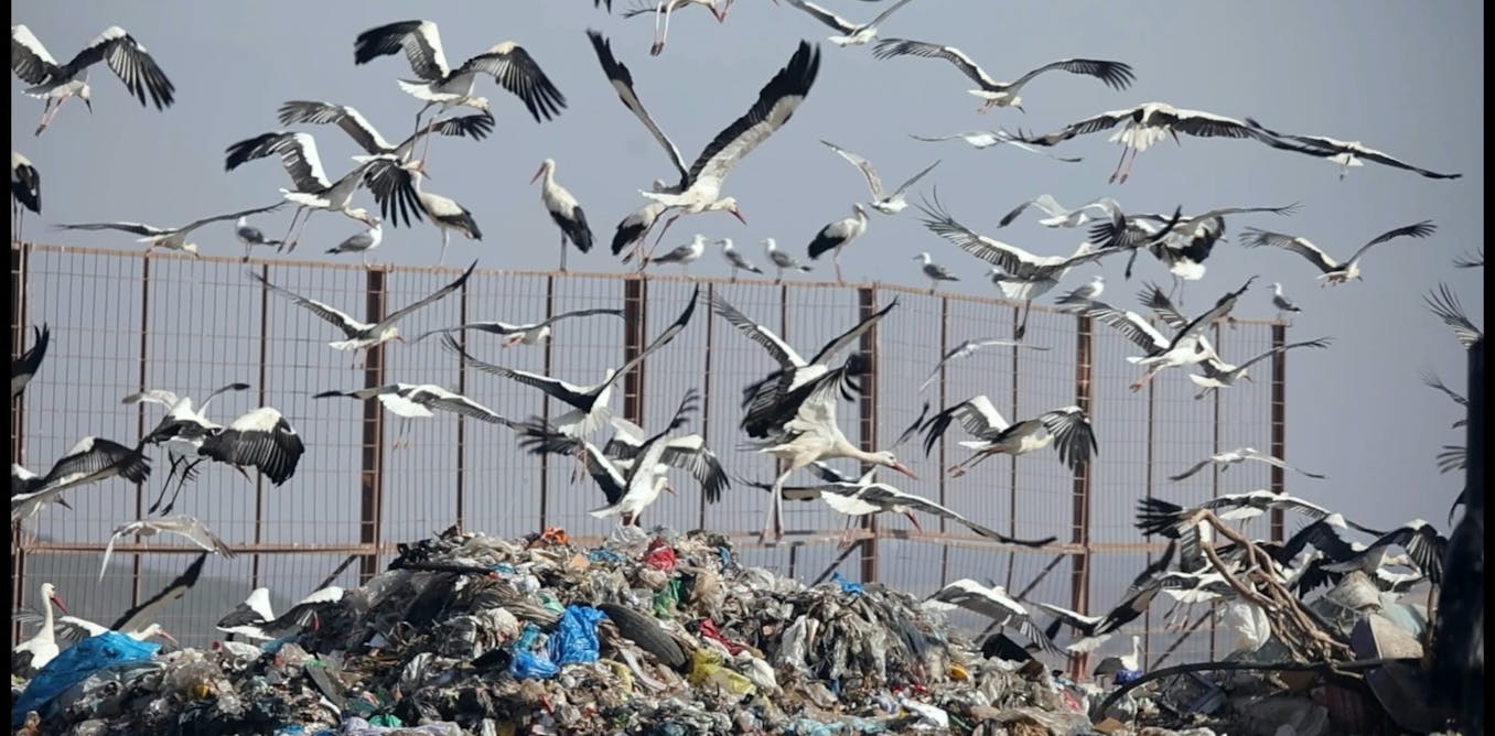 How birds are spreading plastic pollution