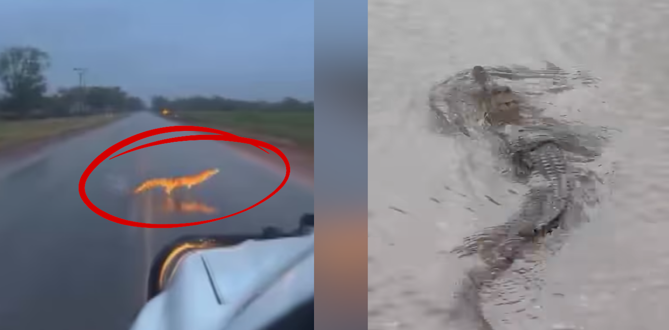 What we know about croc numbers in the NT after surge in floodwater sightings