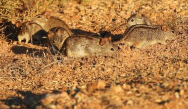 Striped mice survive harsh drought by slowing down and not getting stressed