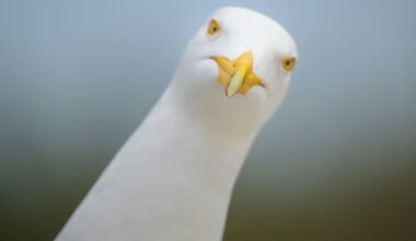 Why drawing eyes on food packaging could stop seagulls stealing your chips