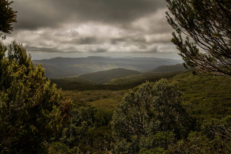 A view through tree foliage of distant mountains under a grey sky.