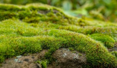 How moss could help roads cope with heavy rain and reduce air pollution