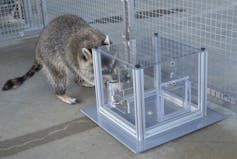 Racoon stands behind a puzzle box, trying to find a way in.