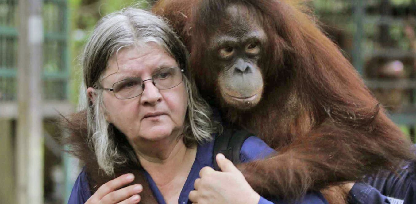 The last of the ‘angels’ in primatology’s most extraordinary chapter