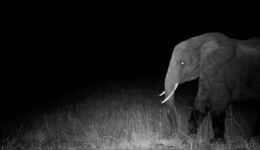 The first photo of a "ghost elephant" captured by a motion-controlled camera. The eyes glow in this night shot.
