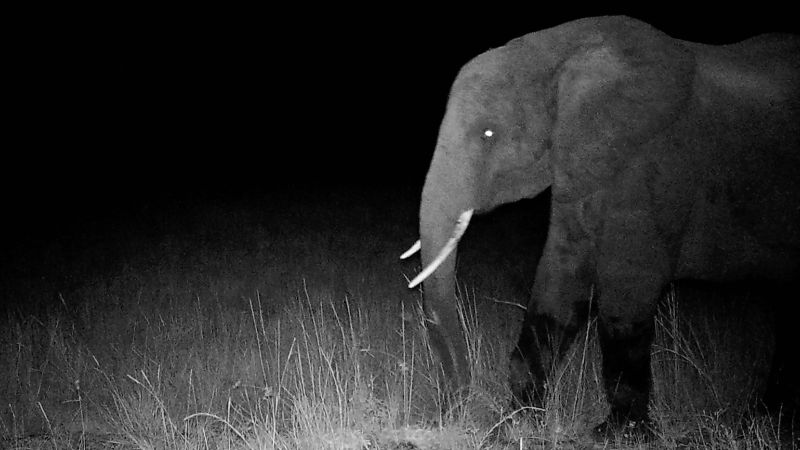 For decades there were rumors of ghost elephants in Angola. This man found them