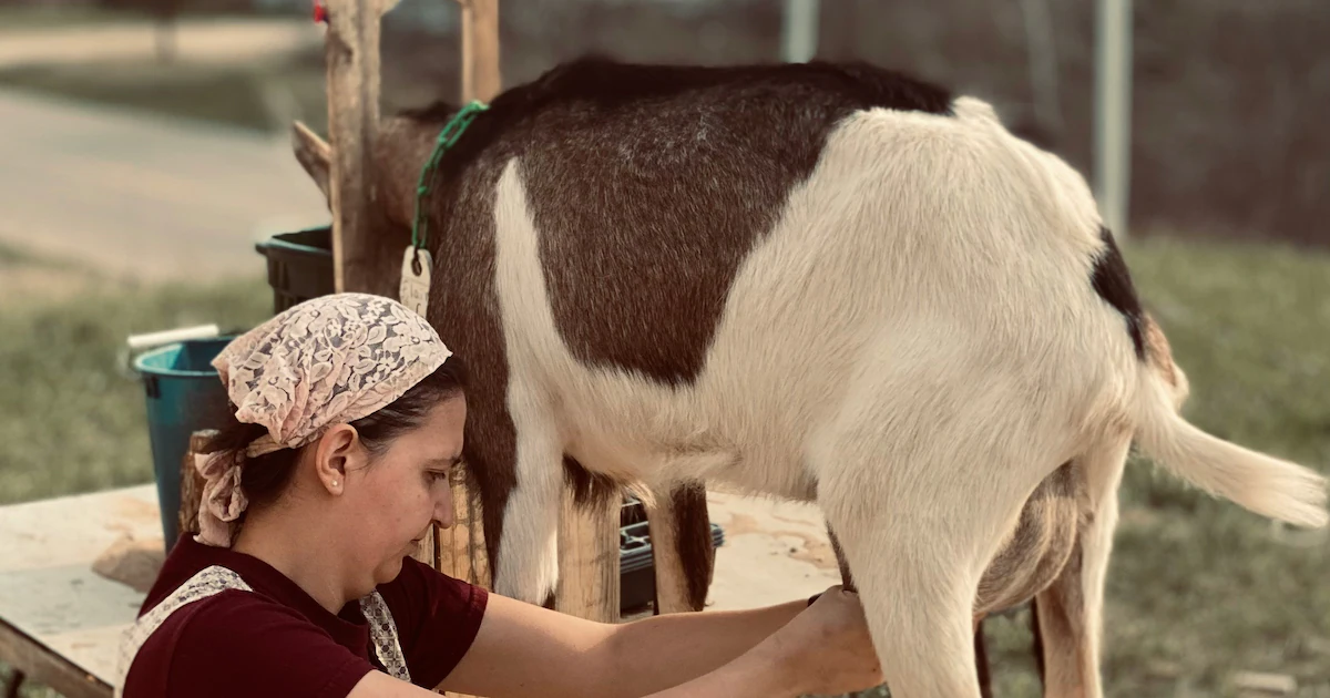 Health Benefits Of Goat Milk