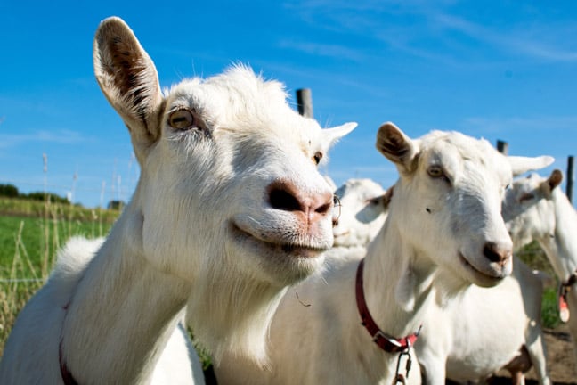 The first thing vibe coding builds is confidence • The Register