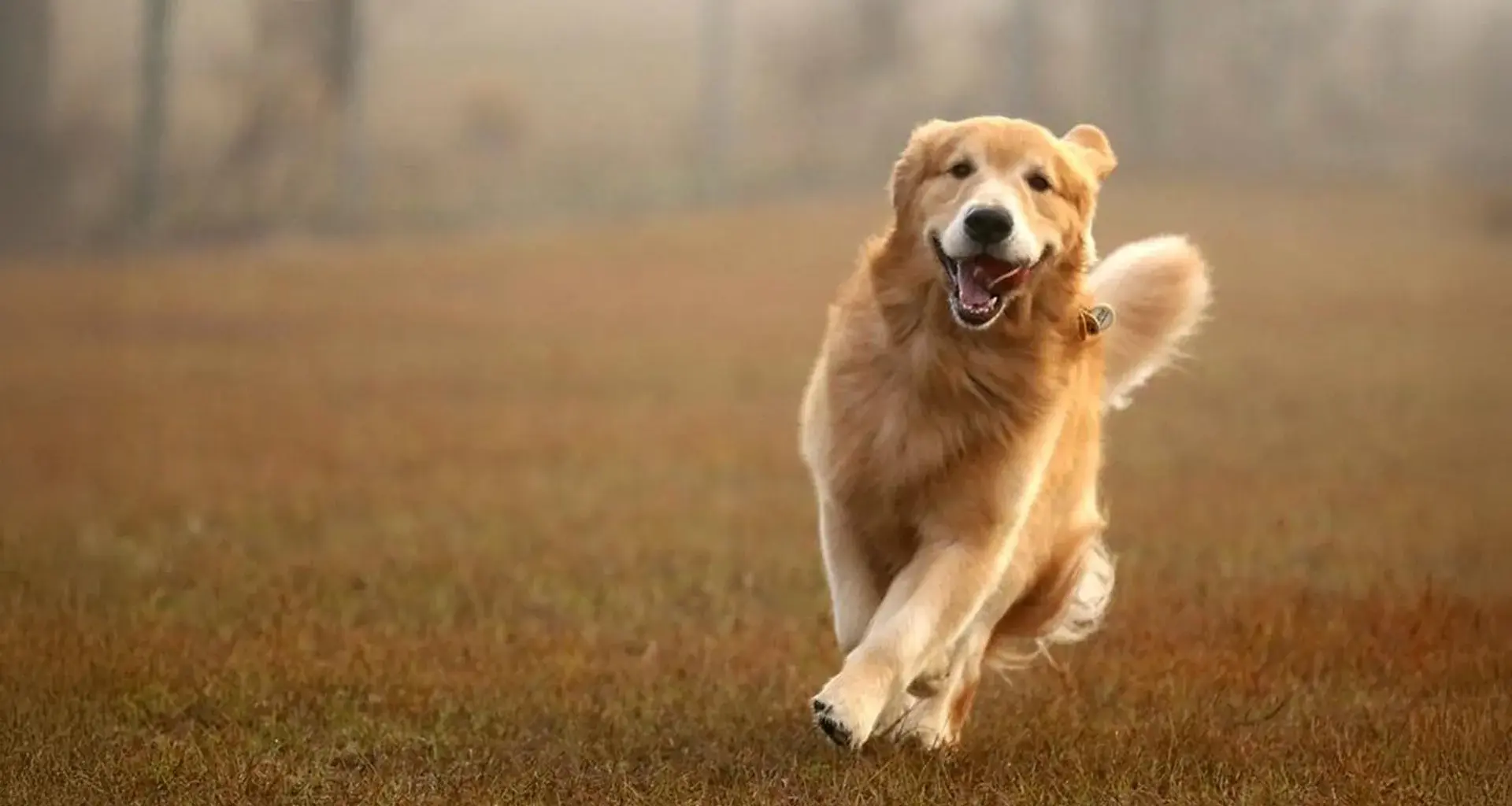 Golden Retriever genes linked to anxiety, aggression, and intelligence in humans