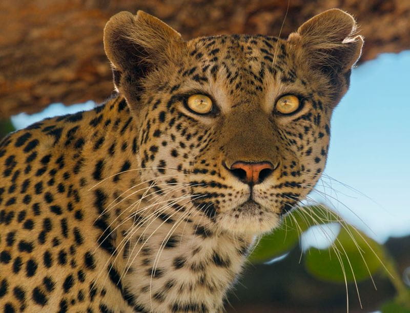 Young female leopard with notches in her ears looking at the camera