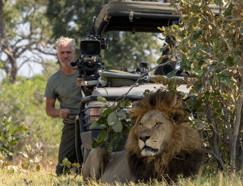 Gordon Buchanan films the Xudum Pride's dominant male lion, 'Madumo'.