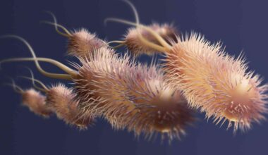 Gut microbes could reprogram fat to burn energy