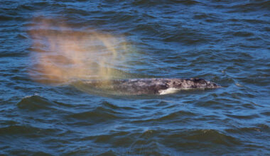 When Oregon Coast Whales Spout Rainbows