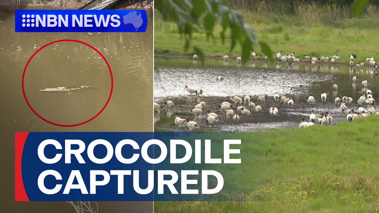 Watch 9News NBN Newcastle - Season 2026 - Baby crocodile found in Newcastle, prompting major search - 9Now