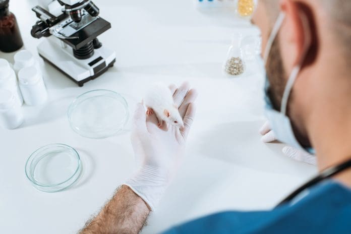 high angle view of veterinarian in medical mask and latex gloves holding white mouse near petri dishes and microscope