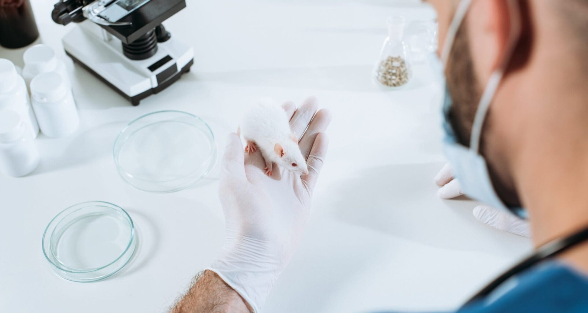 high angle view of veterinarian in medical mask and latex gloves holding white mouse near petri dishes and microscope