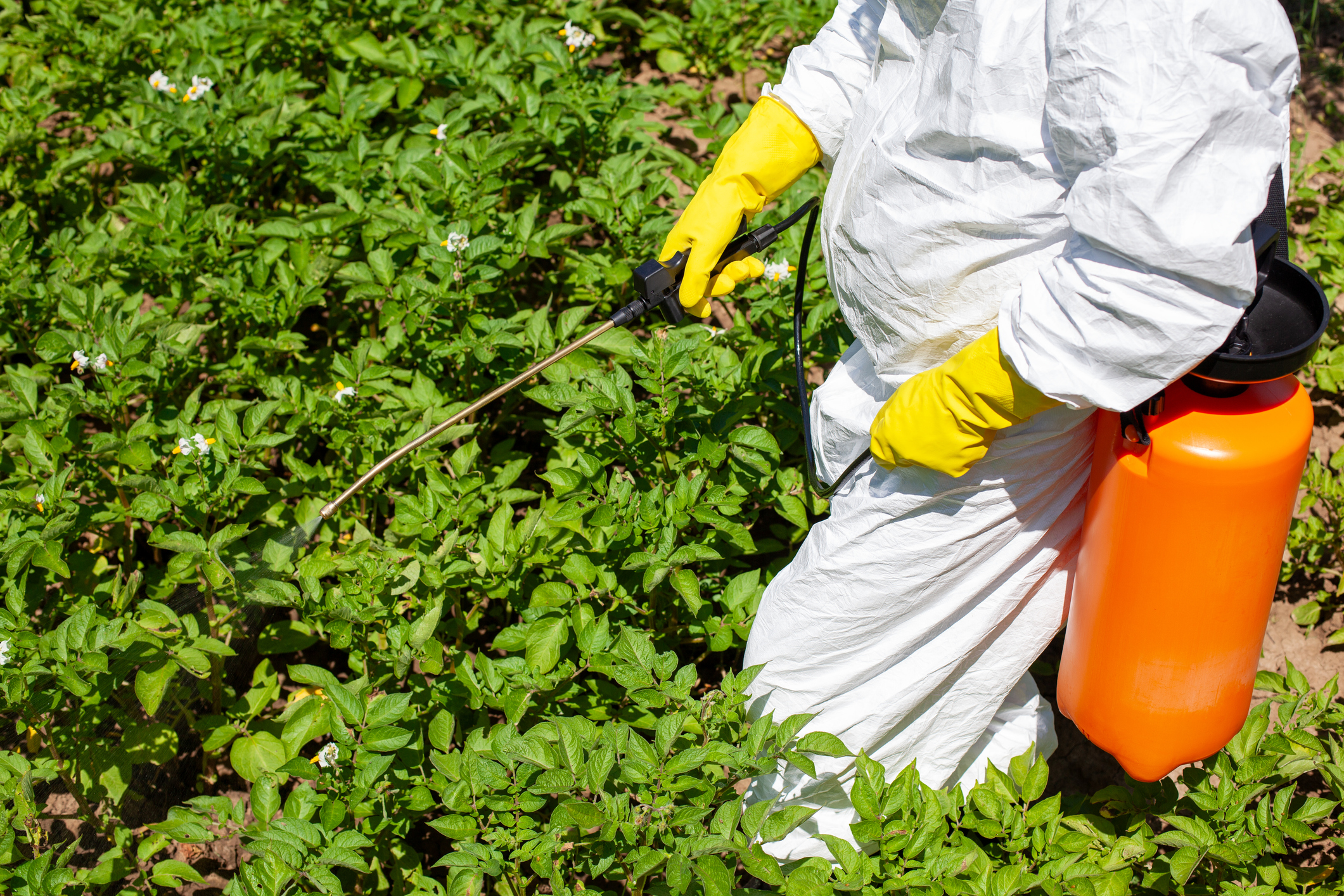 Farmworker spraying herbicide