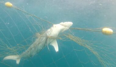 Proposed shark net near Club Med resort in South Africa sparks conservation clash