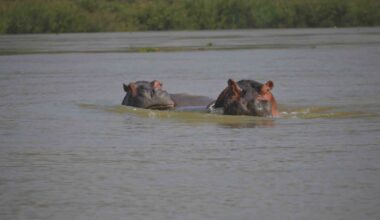 Hippos in Niger