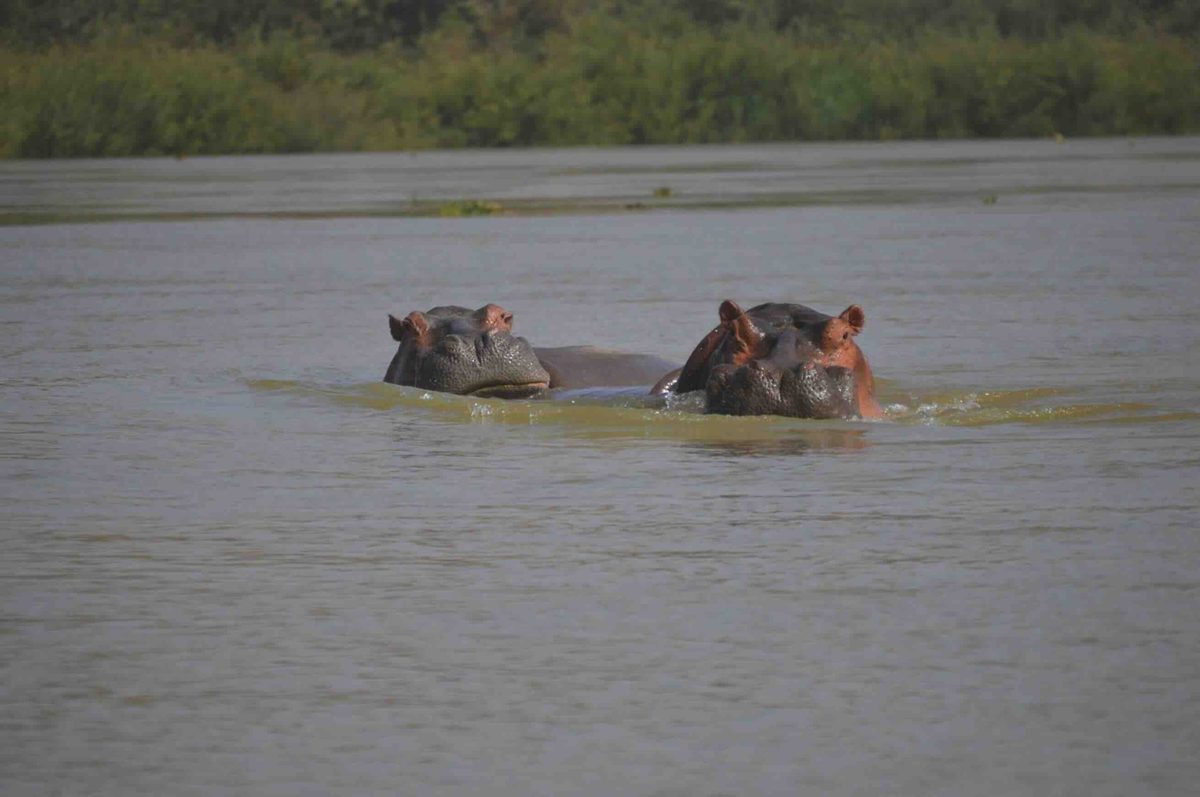 Hippos in Niger