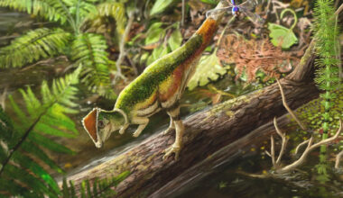 Rare Fossil of Baby Dome-Headed Dinosaur Unearthed in Canada