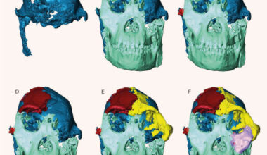 Reconstruction of the face of StW 573. Image credit: A. Beaudet.