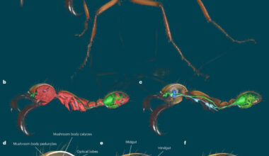 Renderings of an exemplary Antscan specimen: subsoldier of Eciton hamatum. Image credit: Katzke et al., doi: 10.1038/s41592-026-03005-0.