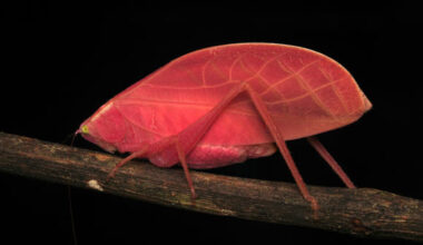 Intense hot pink morph of an adult female Arota festae photographed on March 27, 2025, on Barro Colorado Island, Panama. Image credit: Zeke W. Rowe.