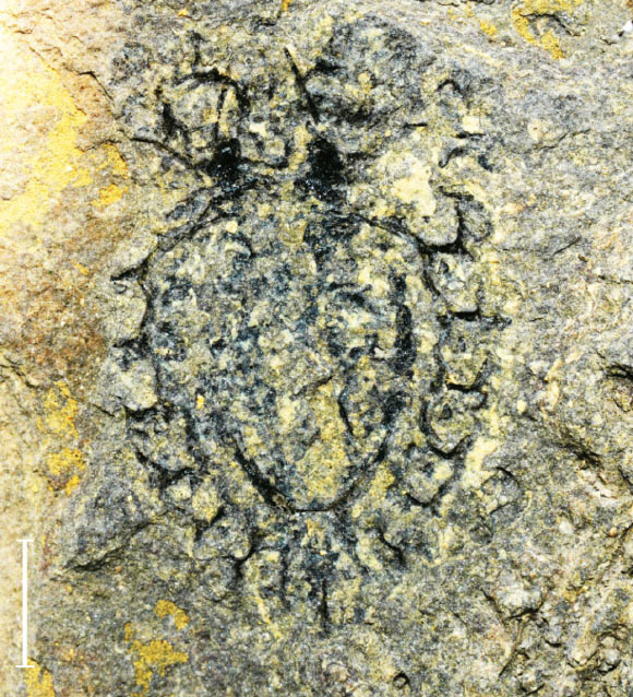 Holotype of Yunnanocyclus fortis. Scale bar - 2 mm. Image credit: Sun et al., doi: 10.1002/spp2.70052.