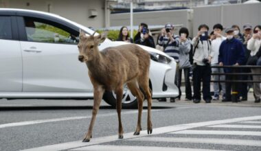 Stray deer frequently spotted in Osaka captured