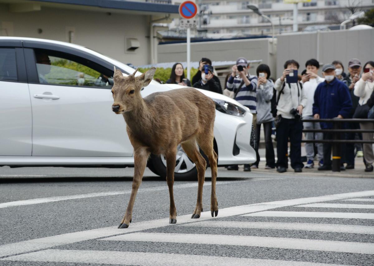 Stray deer frequently spotted in Osaka captured