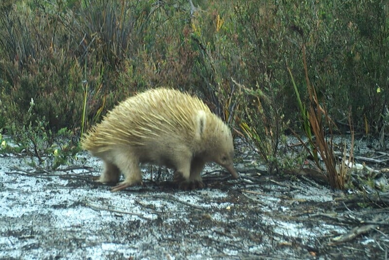 A pale, spiny echidna walks on sandy ground surrounded by green, bushy vegetation in a natural outdoor setting.