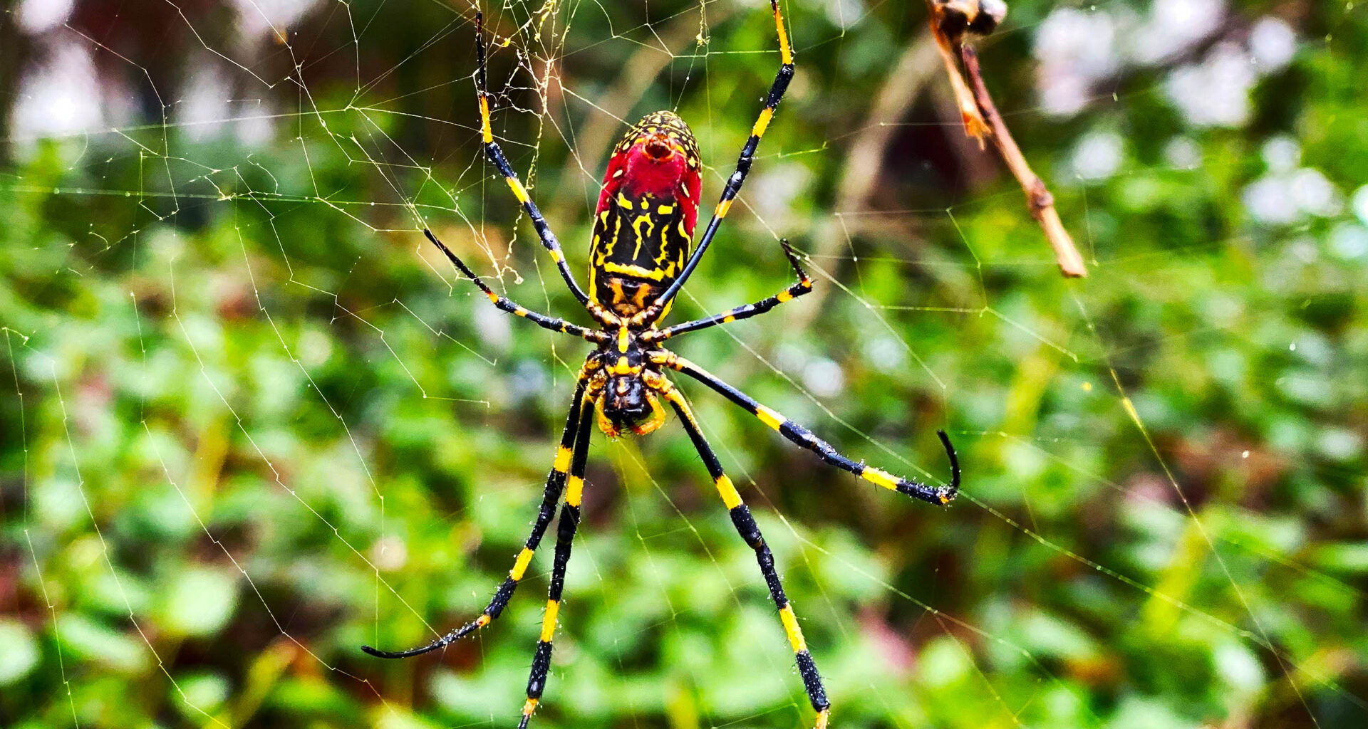 Giant, invasive spider species is spreading rapidly across the U.S.