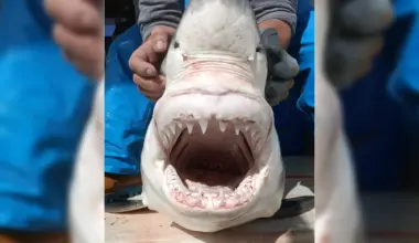 A “ghost” great white shark just reignited a Mediterranean mystery