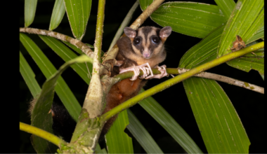 Two Animals Thought Extinct for 7,000 Years Found Alive