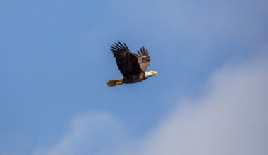 A bald eagle soars through a cloudy blue sky. Its wings are spread out and you can see its orange feet tucked under its tail.