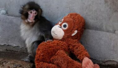 Punch the Japanese snow monkey captures hearts while kin face culls