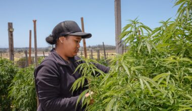 South Africa’s hemp sector tipped to generate $2.5 billion by 2040