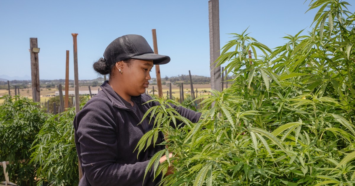 South Africa’s hemp sector tipped to generate $2.5 billion by 2040