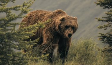 Literary Hub » Why So Many Women Are Writing About Bears