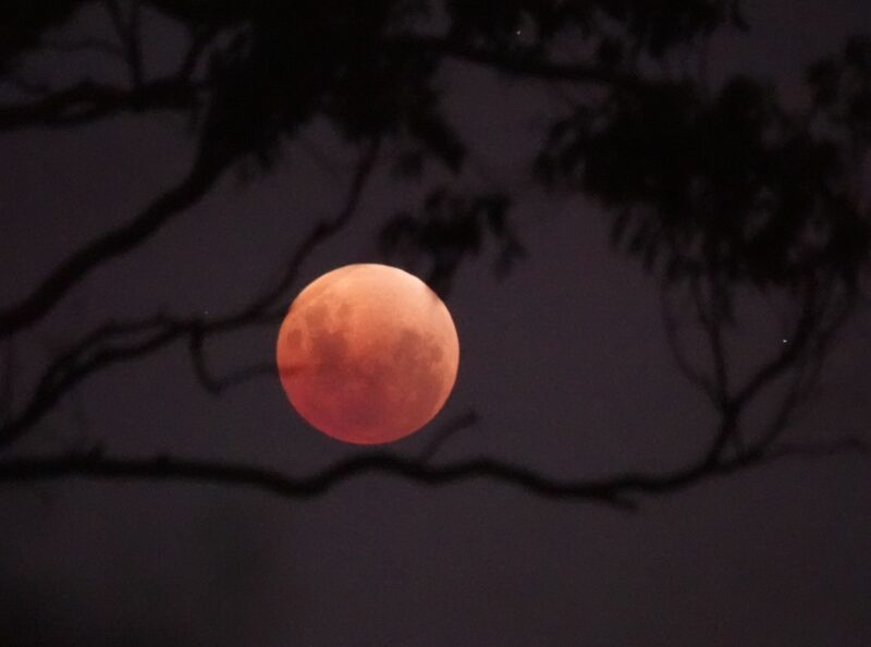 A reddish eclipsed moon between tree branches.